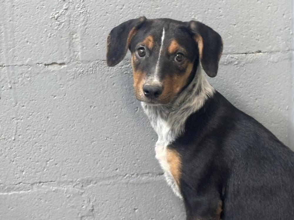 Lucky Charms thumbnail 4