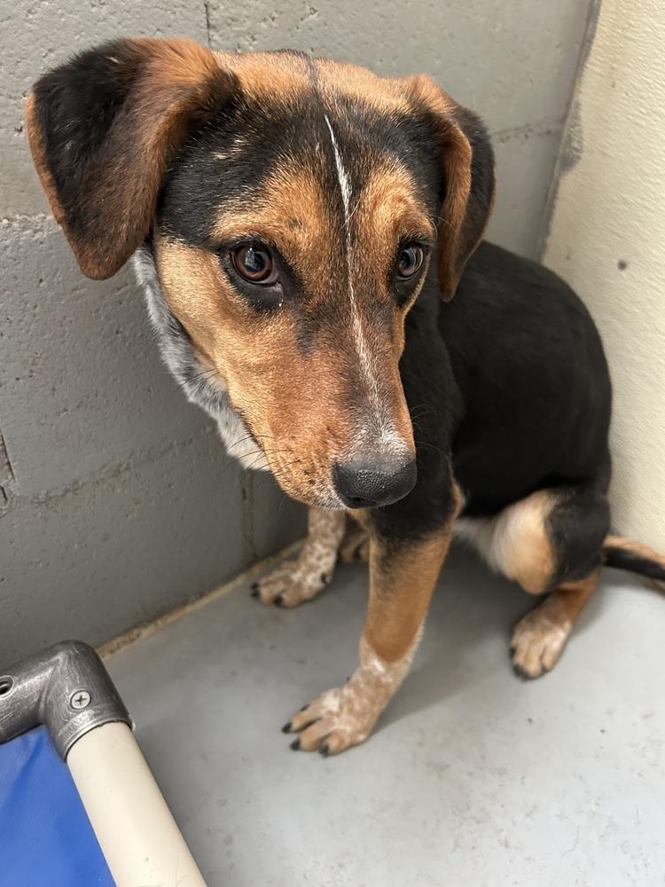 Enlarge Lucky Charms, a Adoptable mixed breed in Mountainair, NM image 4/5