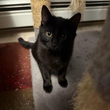 Lucy, Adoptable, Kitten Female Domestic Medium Hair.