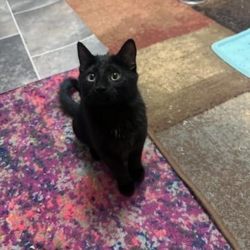 Enlarge Lucy, a Adoptable Domestic Medium Hair in Baldwin, WI image 3/6