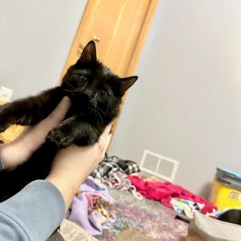 Enlarge Lucy, a Adoptable Domestic Medium Hair in Baldwin, WI image 6/6