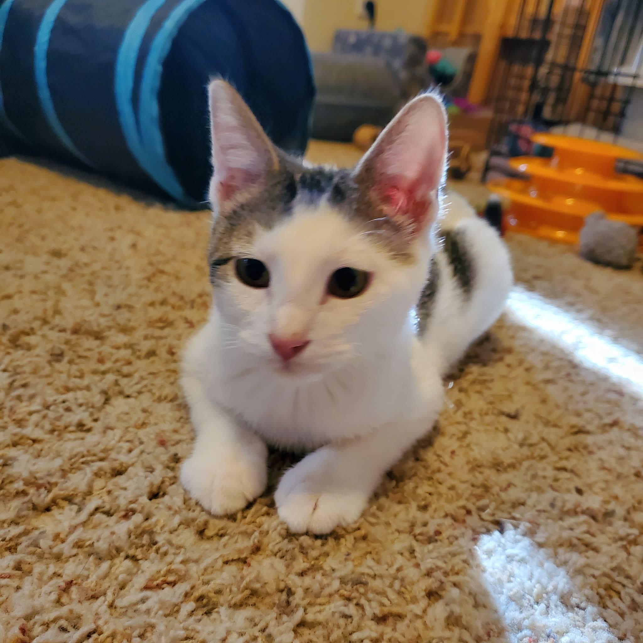 Storm, a ADOPTABLE Domestic Short Hair in Sedalia, MO image 3/3