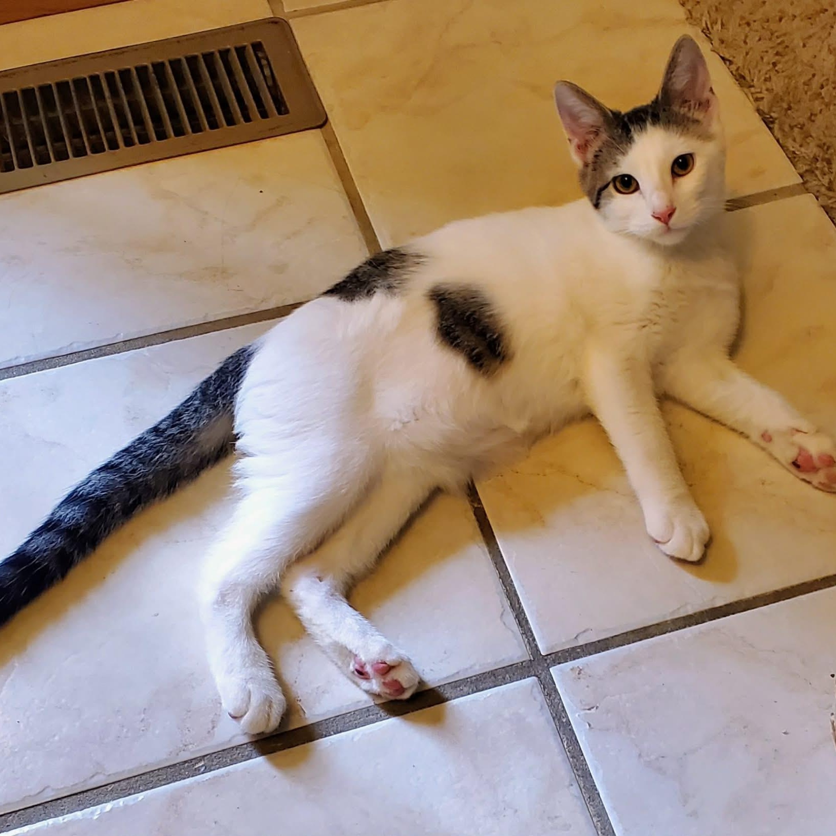 Storm, a ADOPTABLE Domestic Short Hair in Sedalia, MO image 1/3