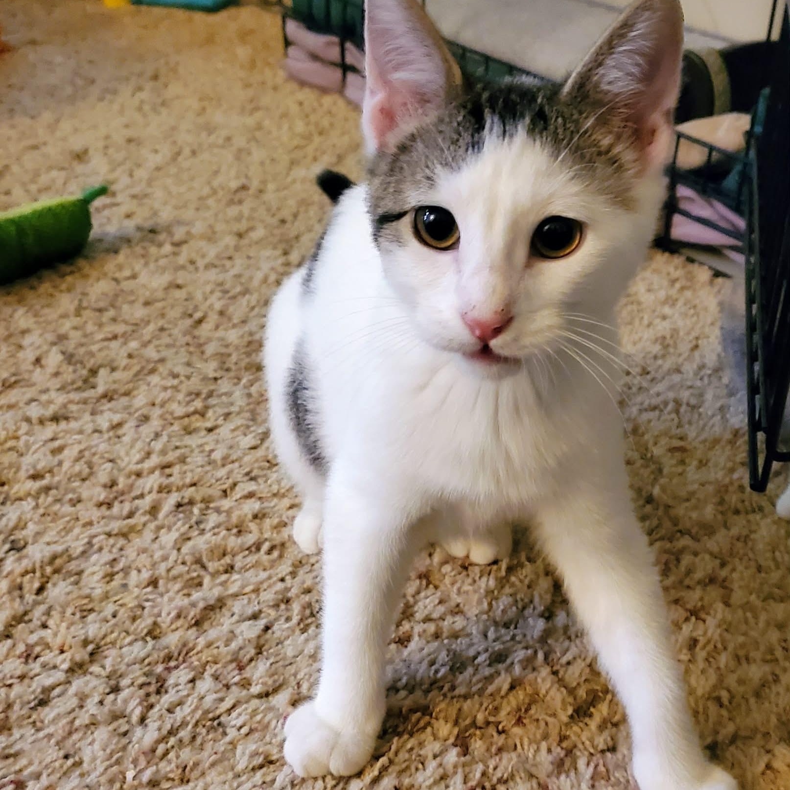 Storm, a ADOPTABLE Domestic Short Hair in Sedalia, MO image 2/3