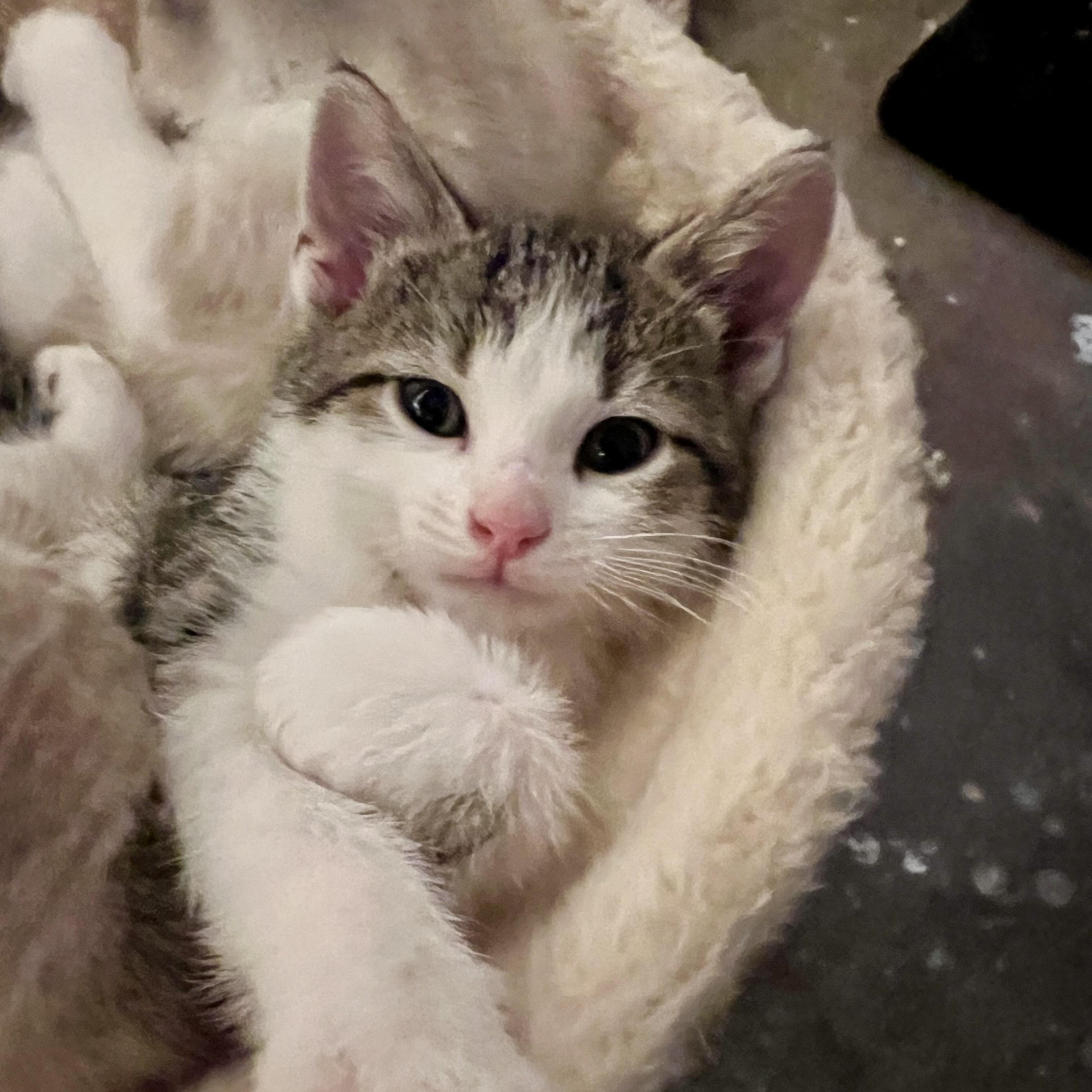 Scaredy Cat, Baby Female Domestic Short Hair