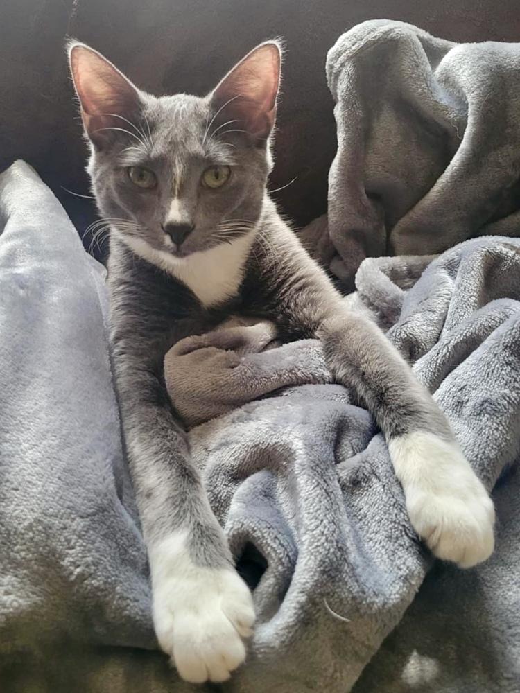 Mittens (Munchie litter), Adoptable, Kitten Male Domestic Short Hair.