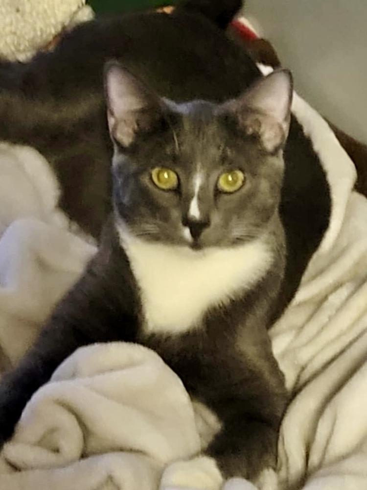 Enlarge Mittens (Munchie litter), a Adoptable Domestic Short Hair in Chicago, IL image 3/5