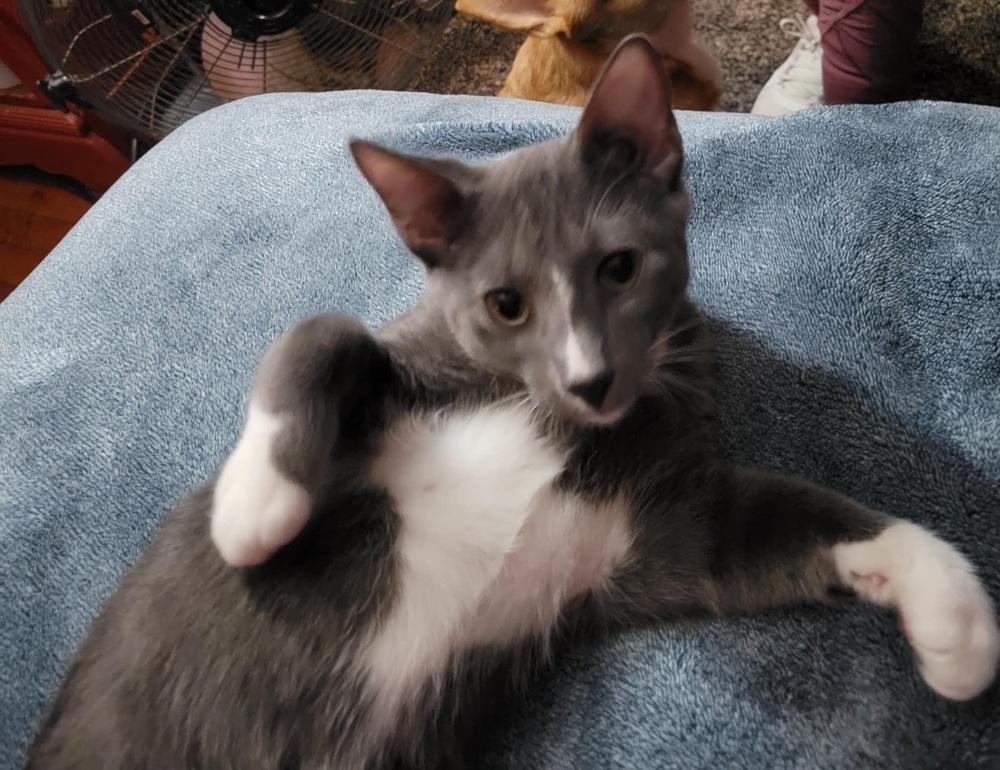 Enlarge Mittens (Munchie litter), a Adoptable Domestic Short Hair in Chicago, IL image 4/5