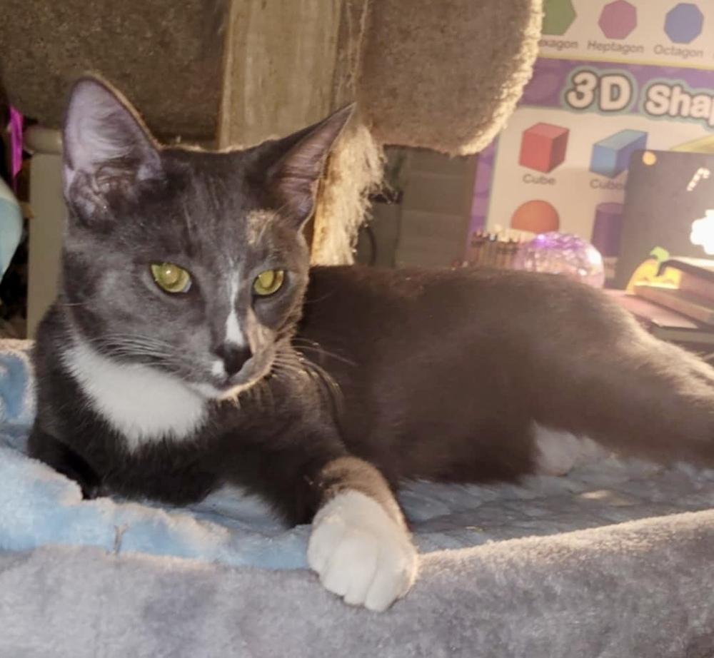 Enlarge Mittens (Munchie litter), a Adoptable Domestic Short Hair in Chicago, IL image 5/5