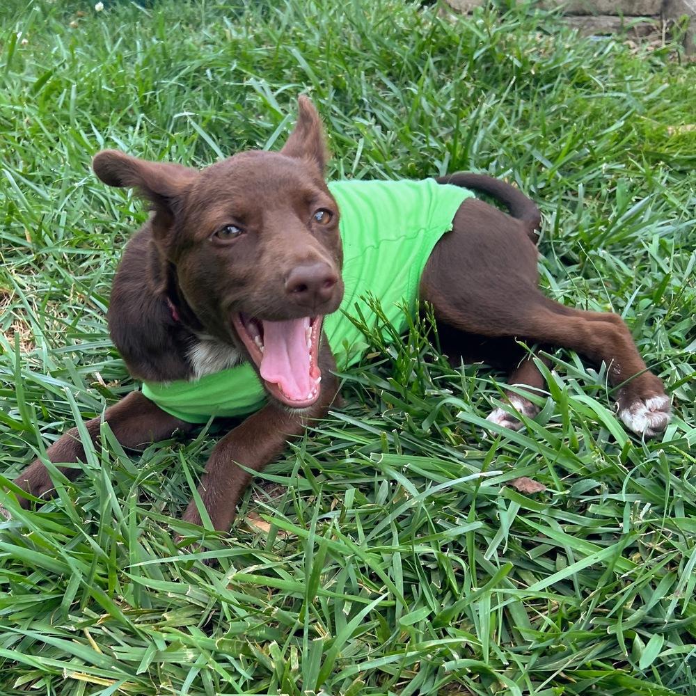 Independence, Adoptable, Puppy Female Mixed Breed.