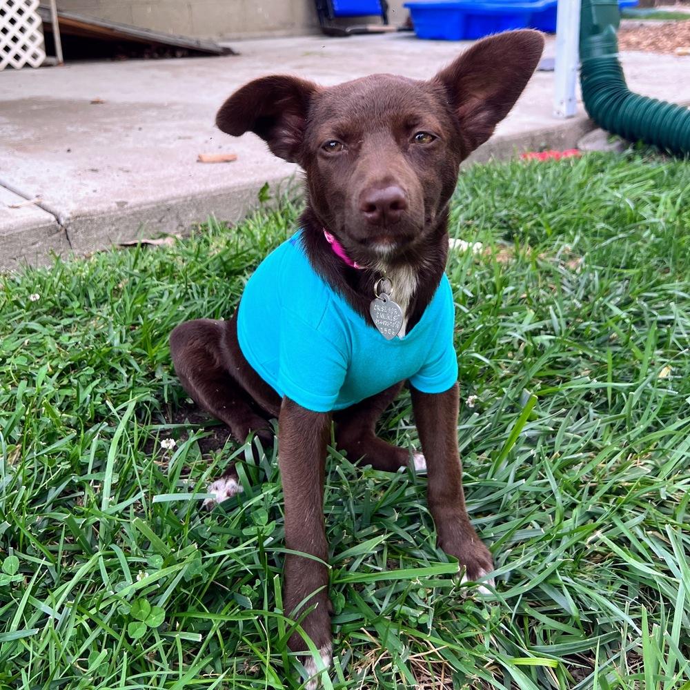 Enlarge Independence, a Adoptable mixed breed in Reynoldsburg, OH image 3/6