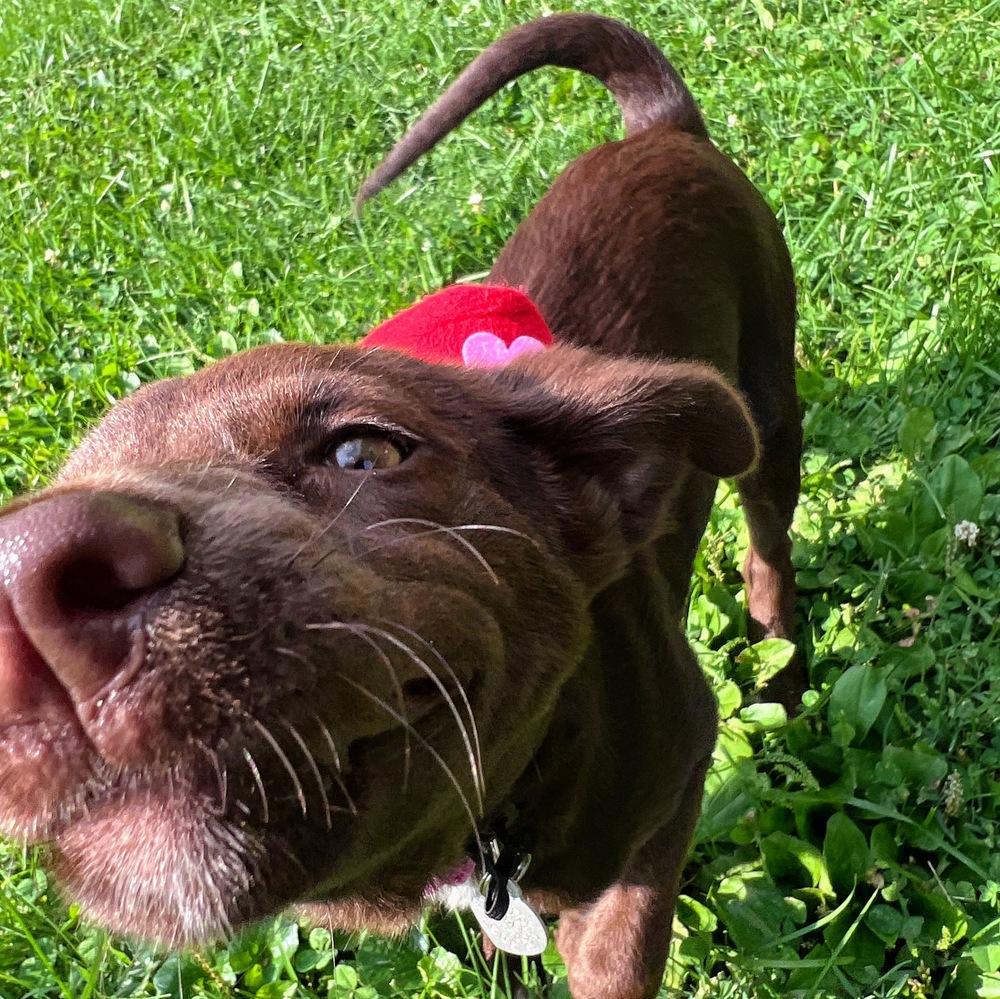 Enlarge Independence, a Adoptable mixed breed in Reynoldsburg, OH image 4/6
