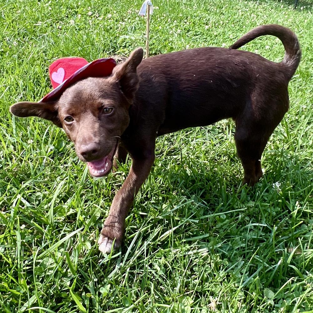 Enlarge Independence, a Adoptable mixed breed in Reynoldsburg, OH image 5/6