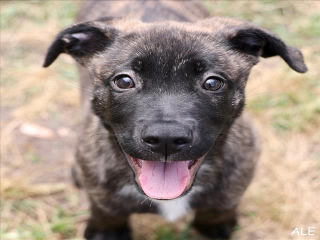 A518810, Adoptable, Puppy Male Dutch Shepherd.