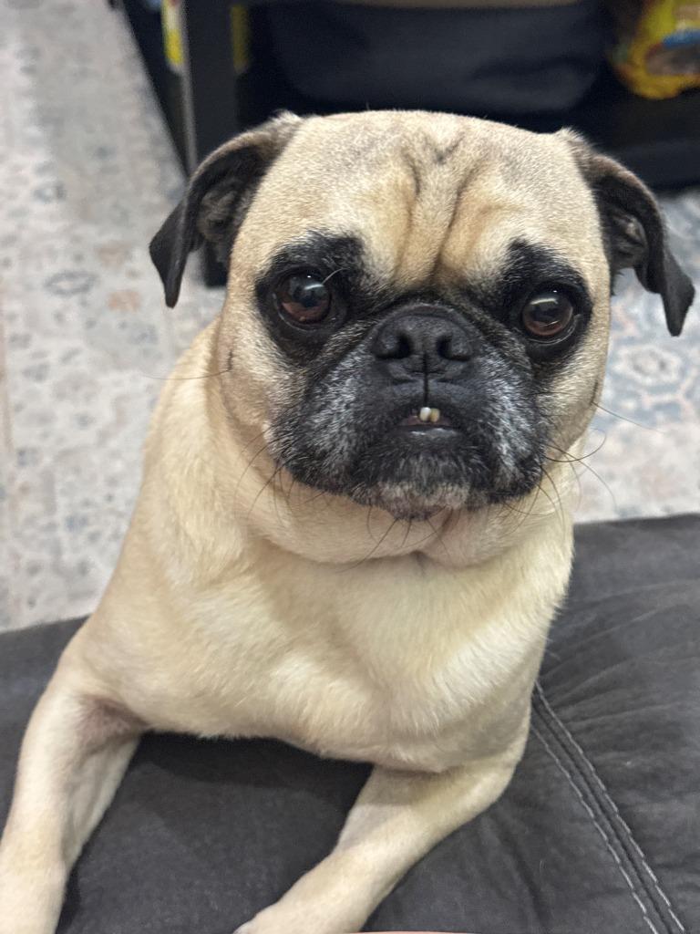 Wezley, Adoptable, Adult Male Pug.