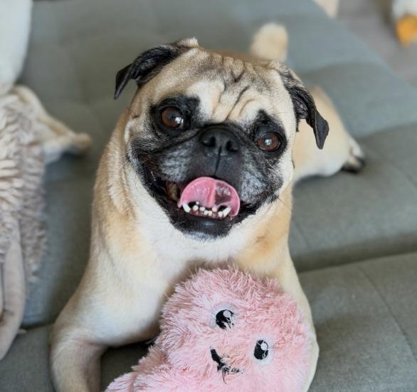 Wezley, a Adoptable Pug in Gardena, CA image 2/6