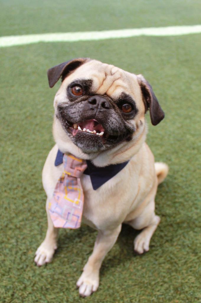 Wezley, a Adoptable Pug in Gardena, CA image 2/6