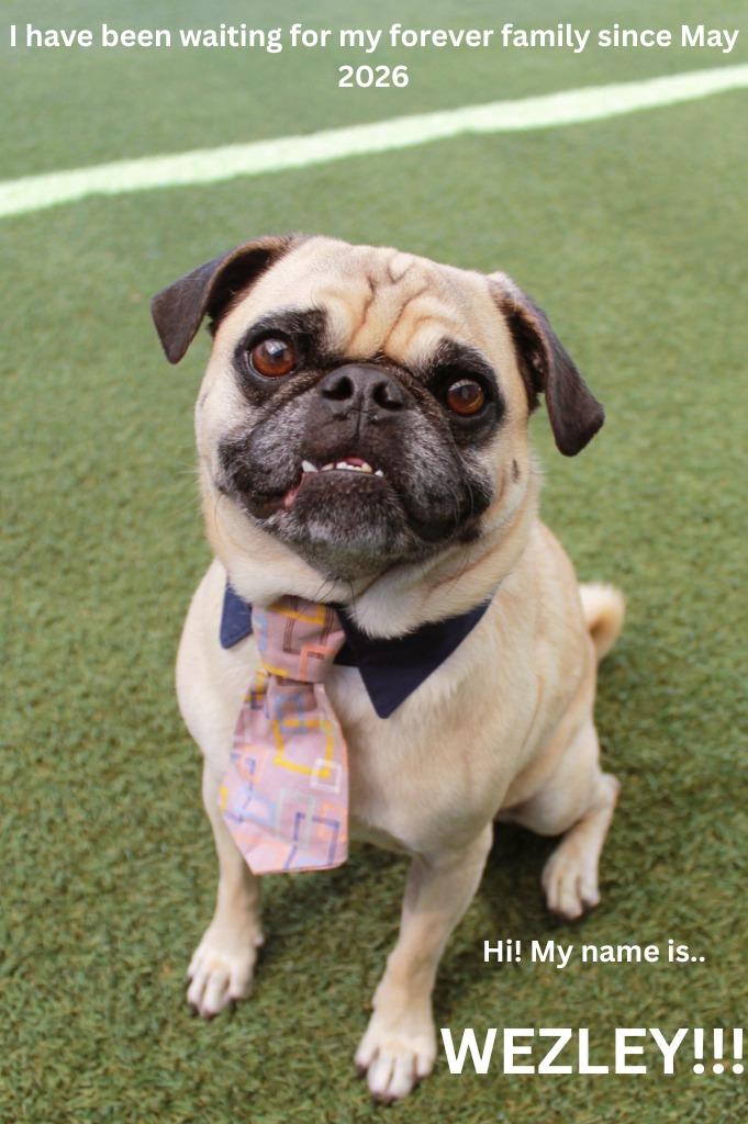 Wezley, a Adoptable Pug in Gardena, CA image 3/6