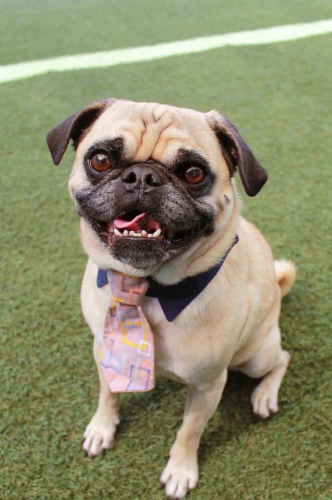 Wezley, a Adoptable Pug in Gardena, CA image 4/6