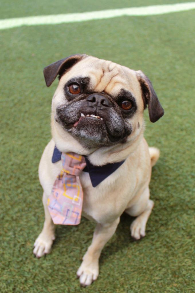 Wezley, a Adoptable Pug in Gardena, CA image 5/6
