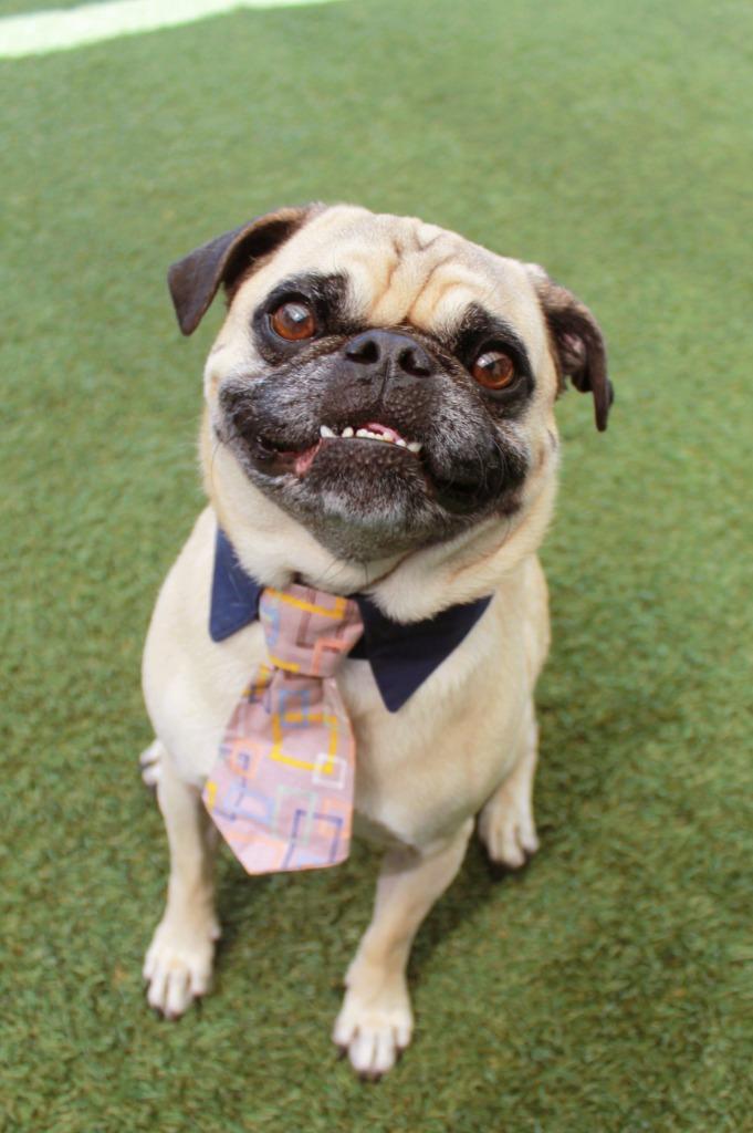 Wezley, a Adoptable Pug in Gardena, CA image 6/6