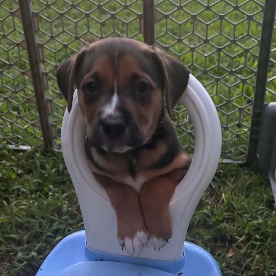 Molly, Adoptable, Puppy Female Basset Hound & Mixed Breed.