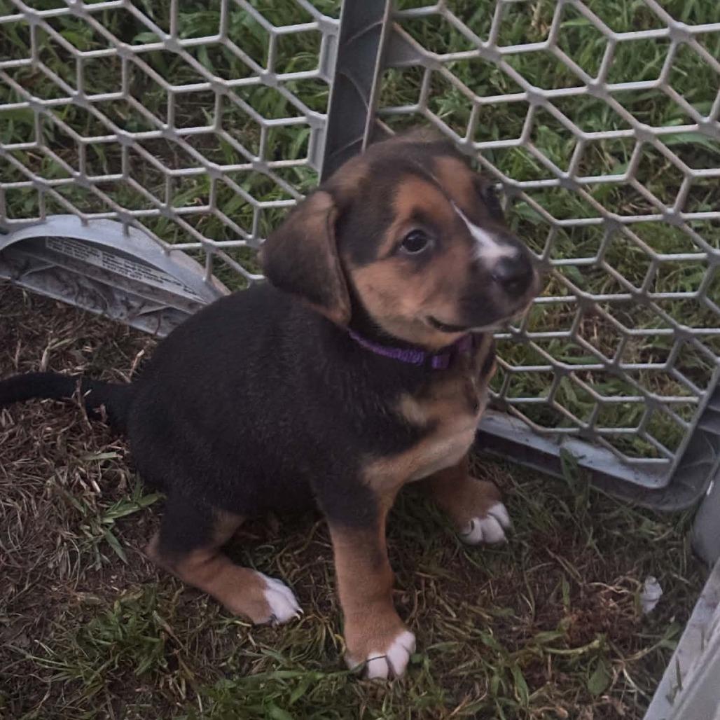 Enlarge Molly, a Adoptable mixed breed in Travelers Rest, SC image 3/3