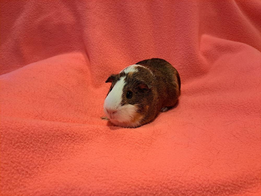 Cecilia and Claudia, Adoptable, Young Female Guinea Pig & Guinea Pig.