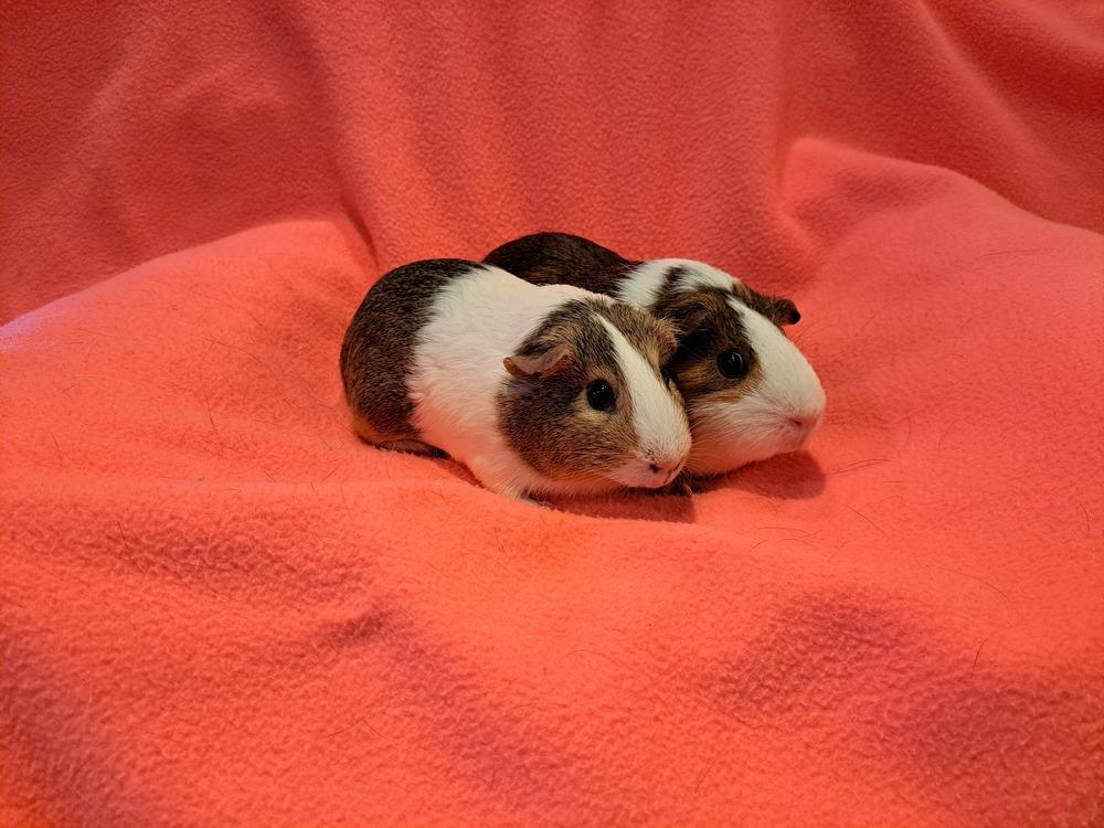 Cecilia and Claudia, a Adoptable mixed breed in South Bend, IN image 2/5