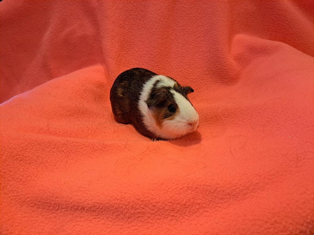 Cecilia and Claudia, a Adoptable mixed breed in South Bend, IN image 3/5