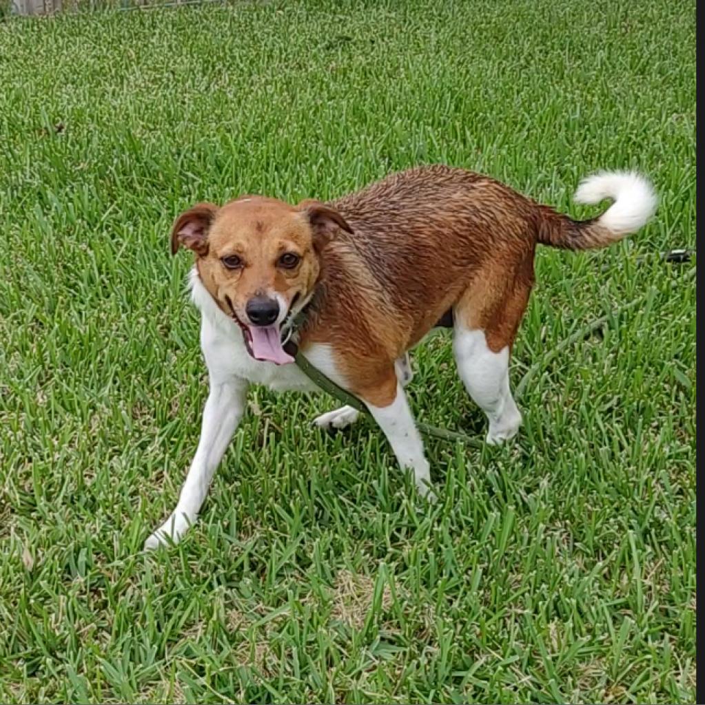 Enlarge Ginger and Mary Ann, a Adoptable mixed breed in Seguin, TX image 3/6