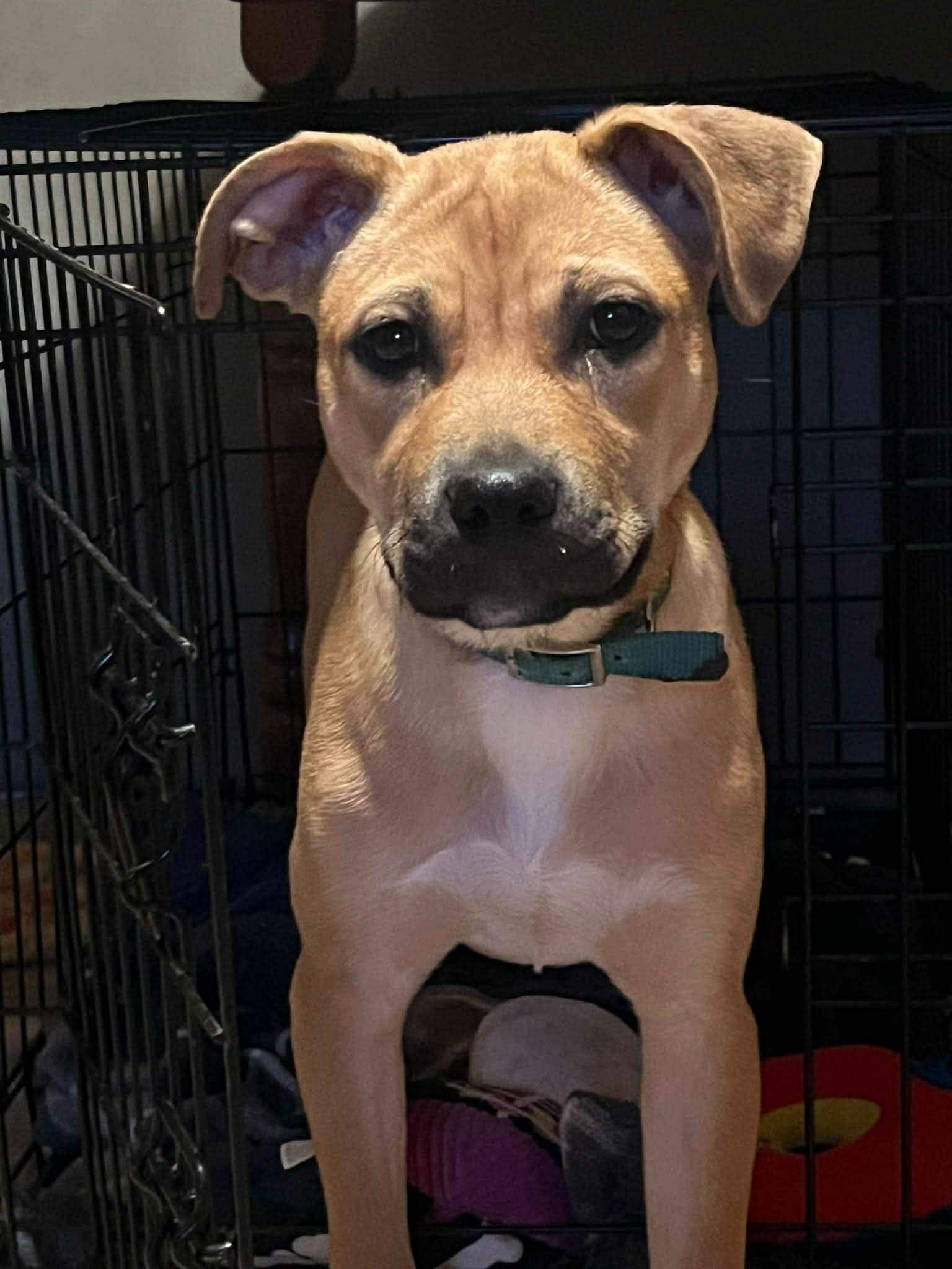 Jameson (20250808-06)