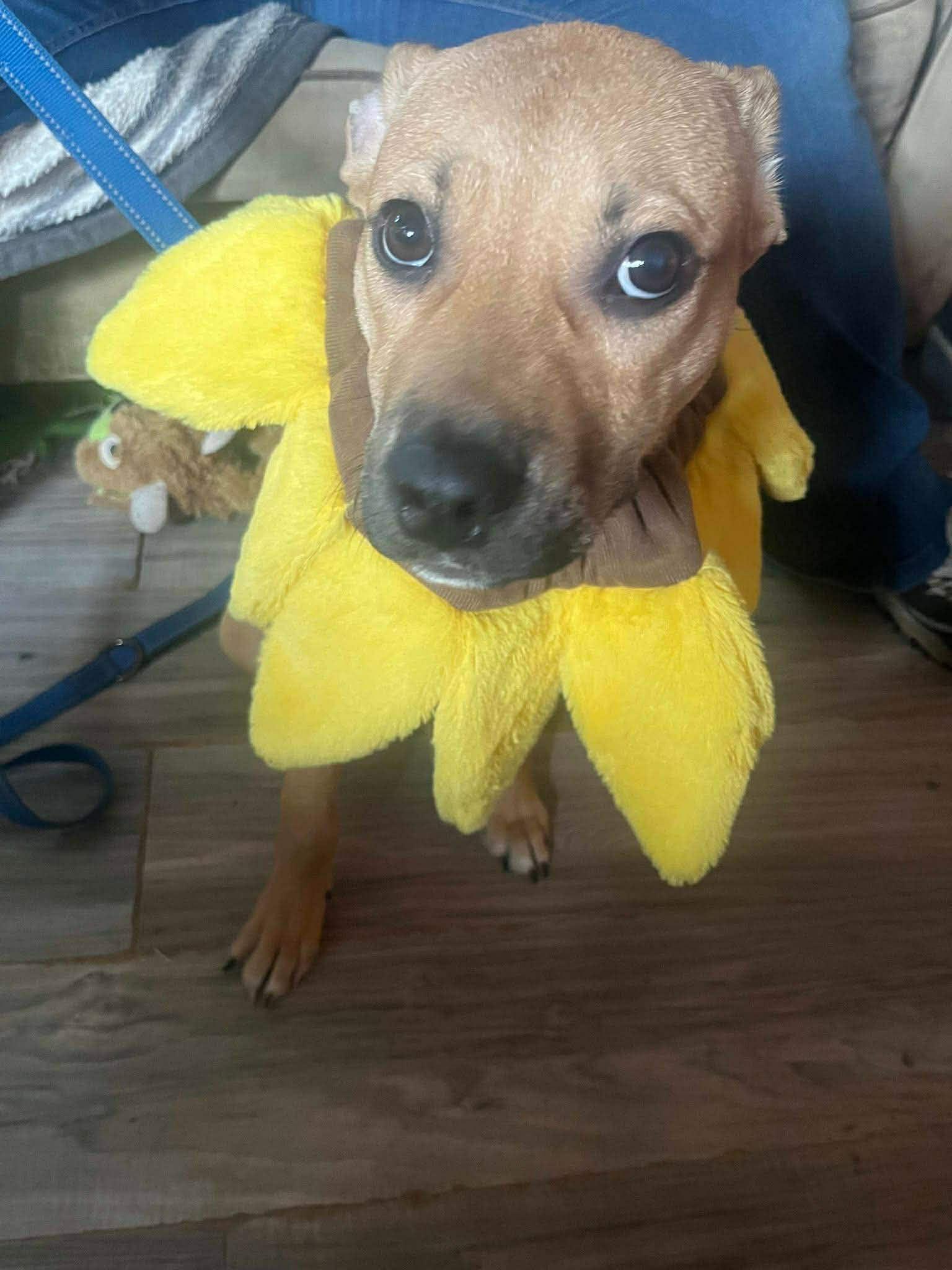 Jameson (20250808-06) — thumbnail 2