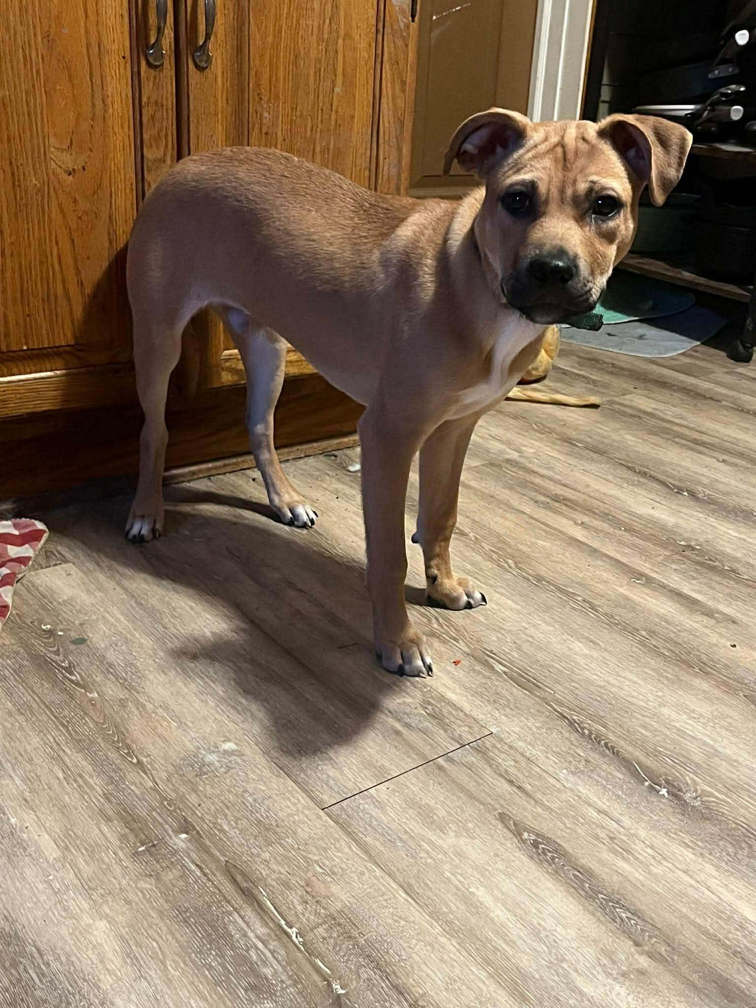 Jameson (20250808-06) — thumbnail 4