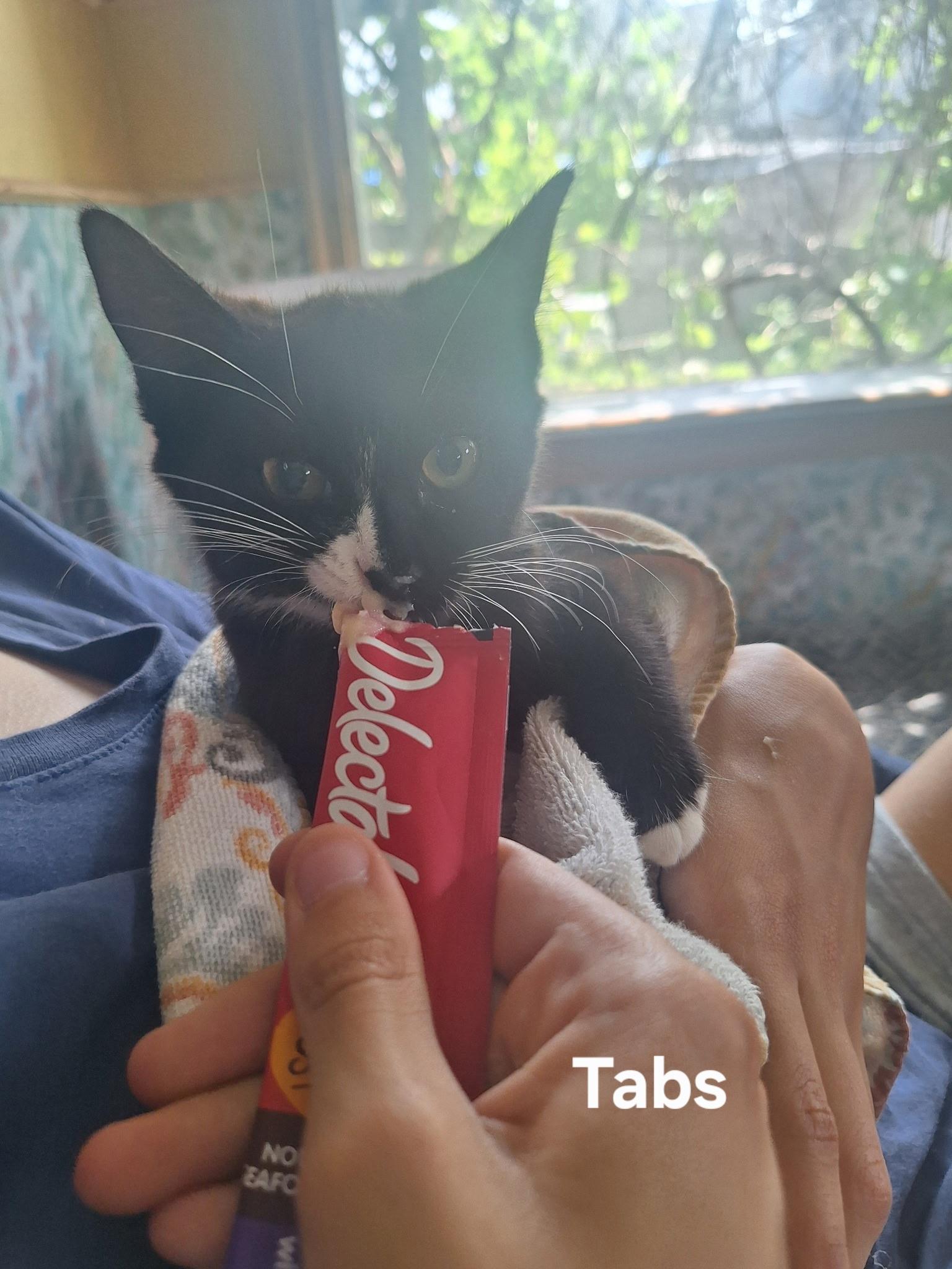 Tabs, a ADOPTABLE Domestic Short Hair in Chicopee, MA image 3/4