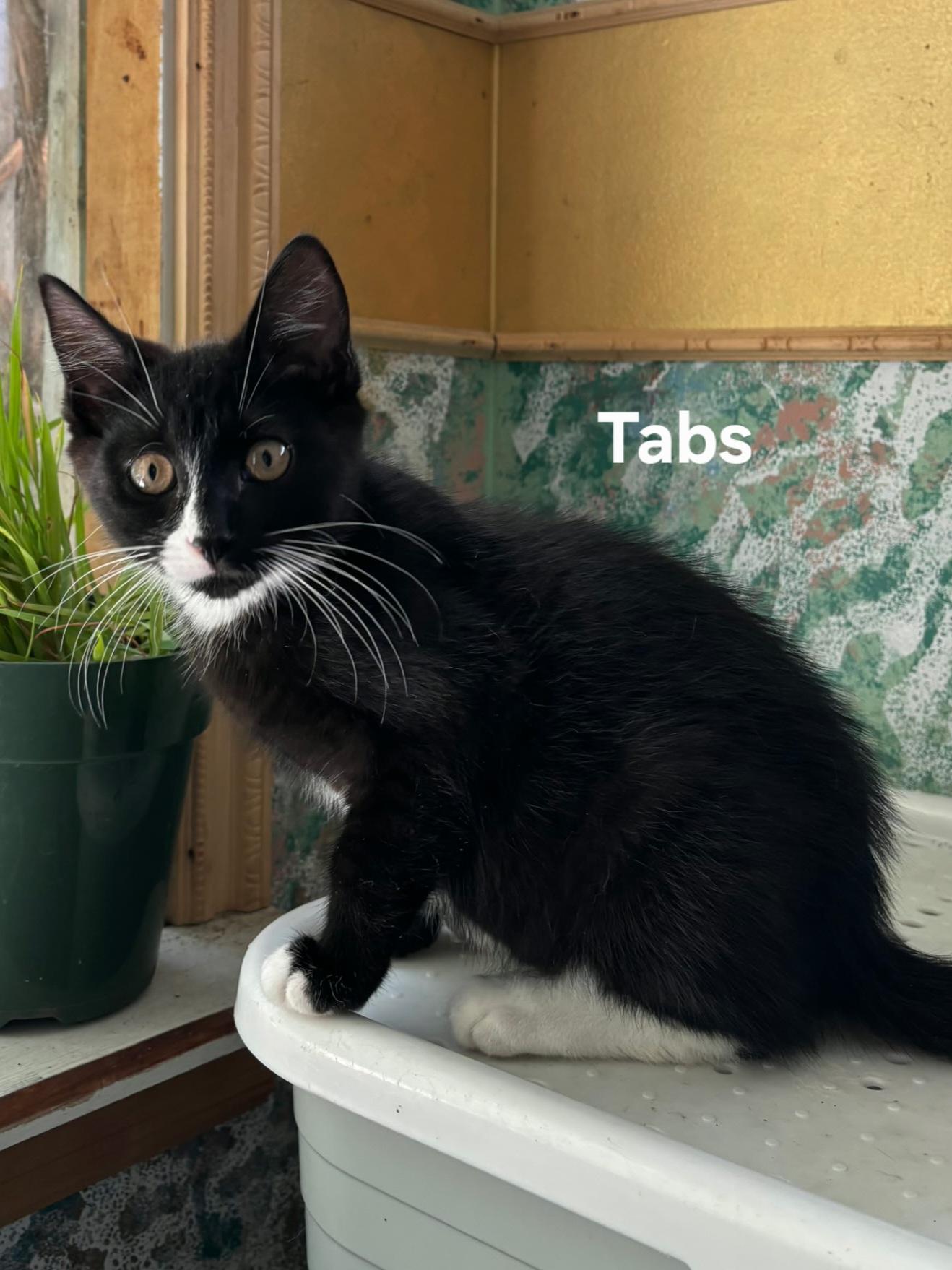 Tabs, a ADOPTABLE Domestic Short Hair in Chicopee, MA image 4/4