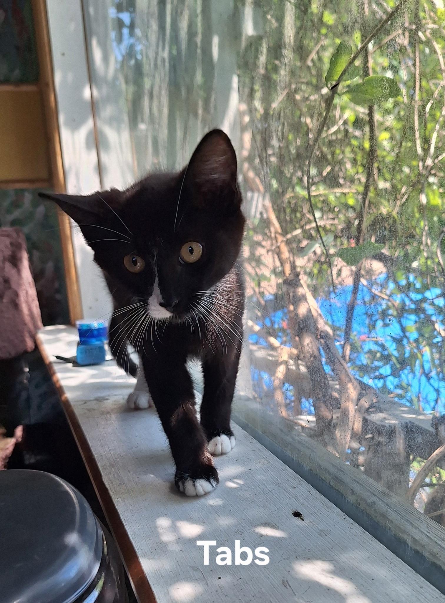 Tabs, a ADOPTABLE Domestic Short Hair in Chicopee, MA image 2/4