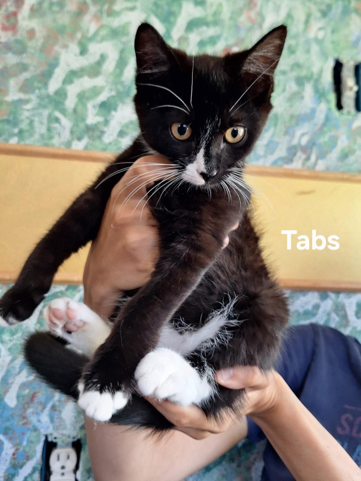 Tabs, ADOPTABLE, Kitten Male Domestic Short Hair.