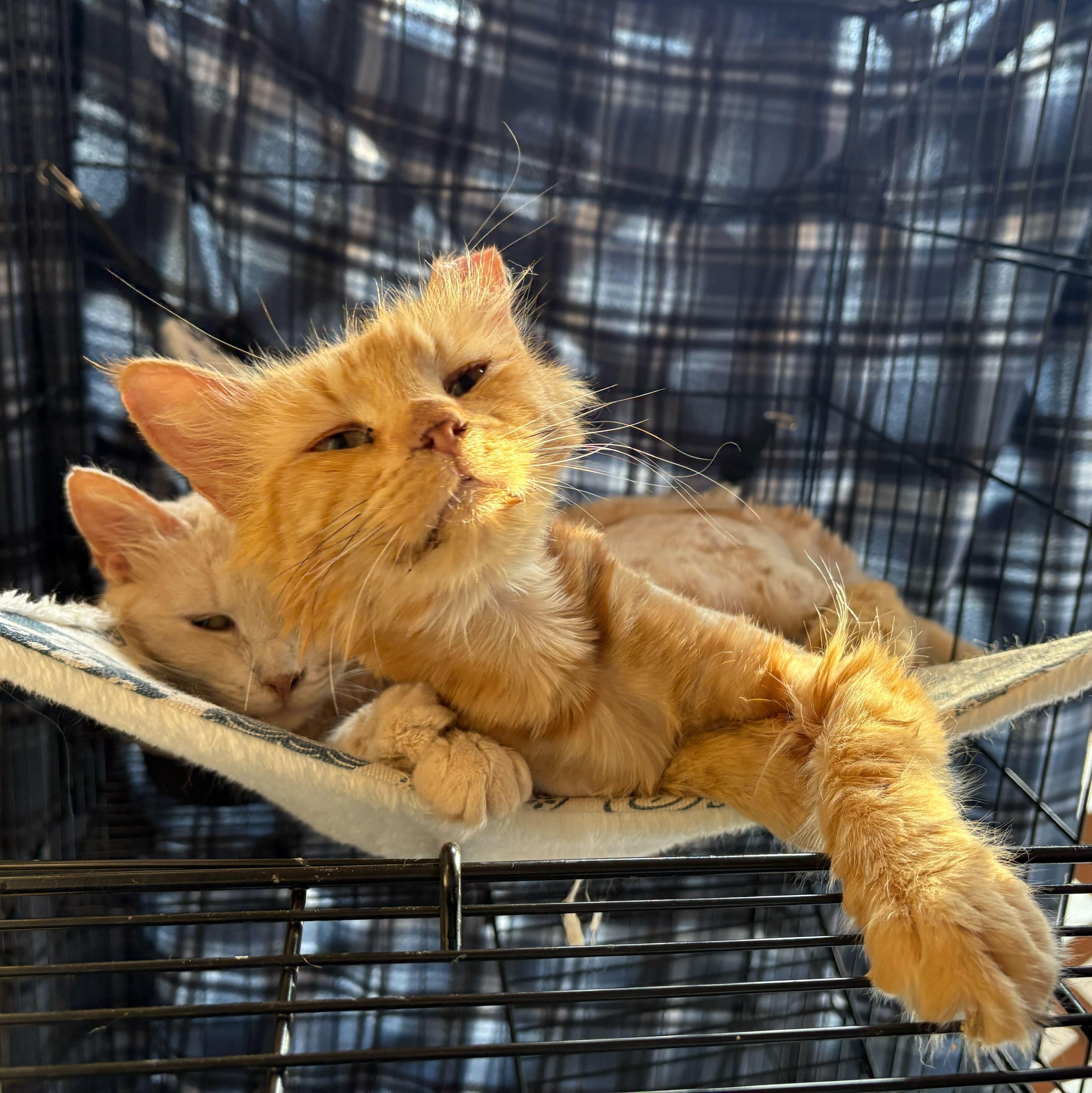Sol and Luna, Adult Male Domestic Medium Hair