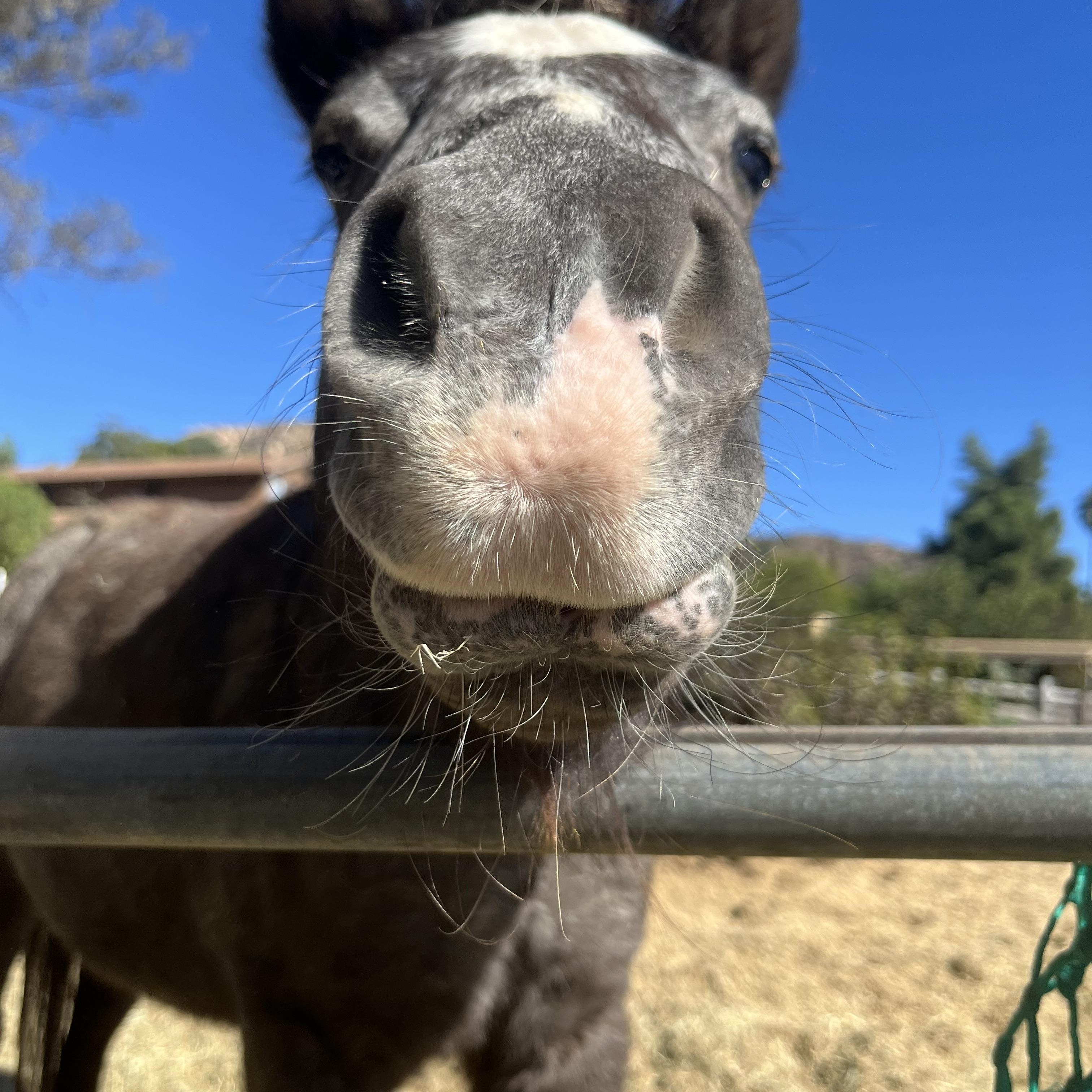 Bea, a Adoptable Pony in Lakeside, CA image 3/4