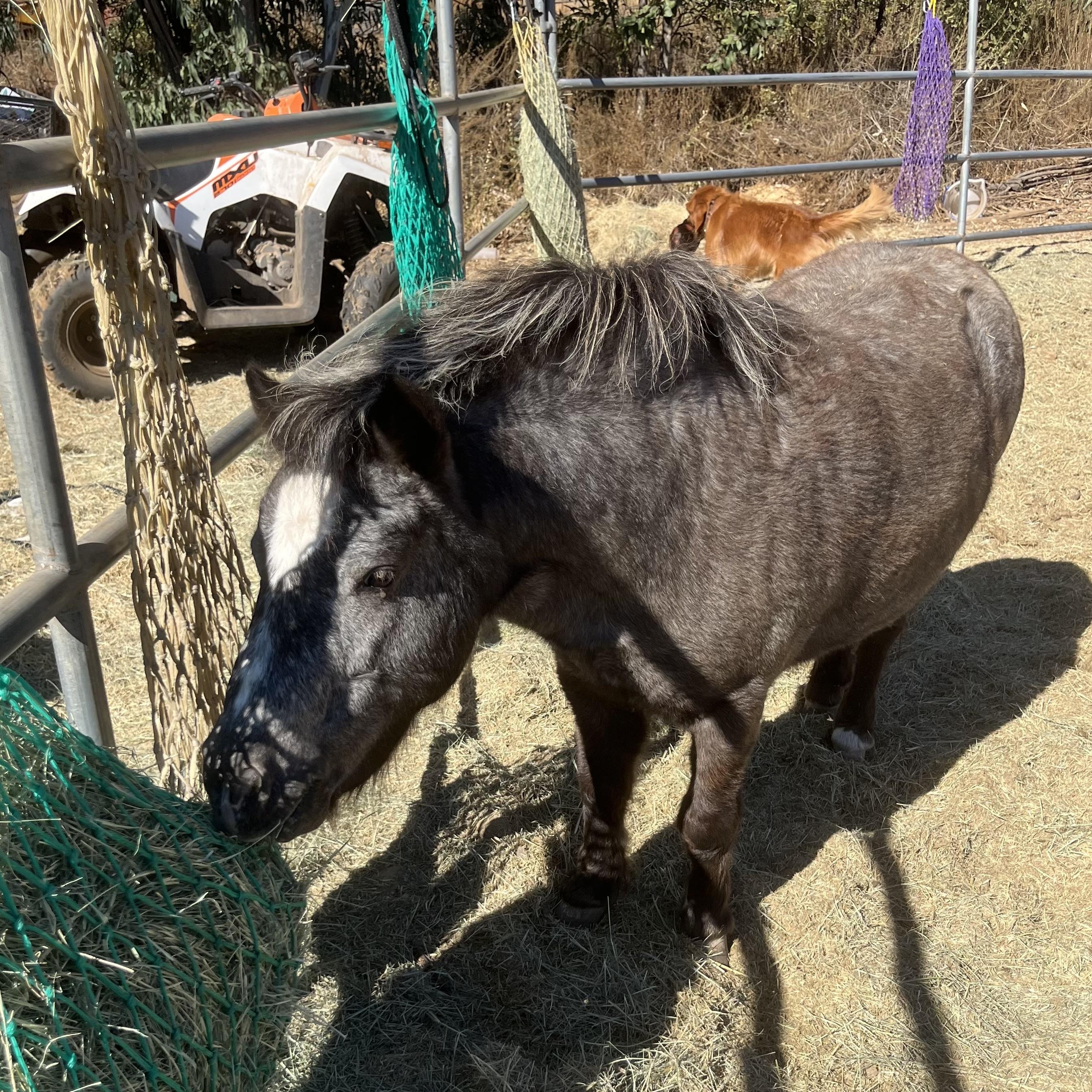 Bea, a Adoptable Pony in Lakeside, CA image 2/4