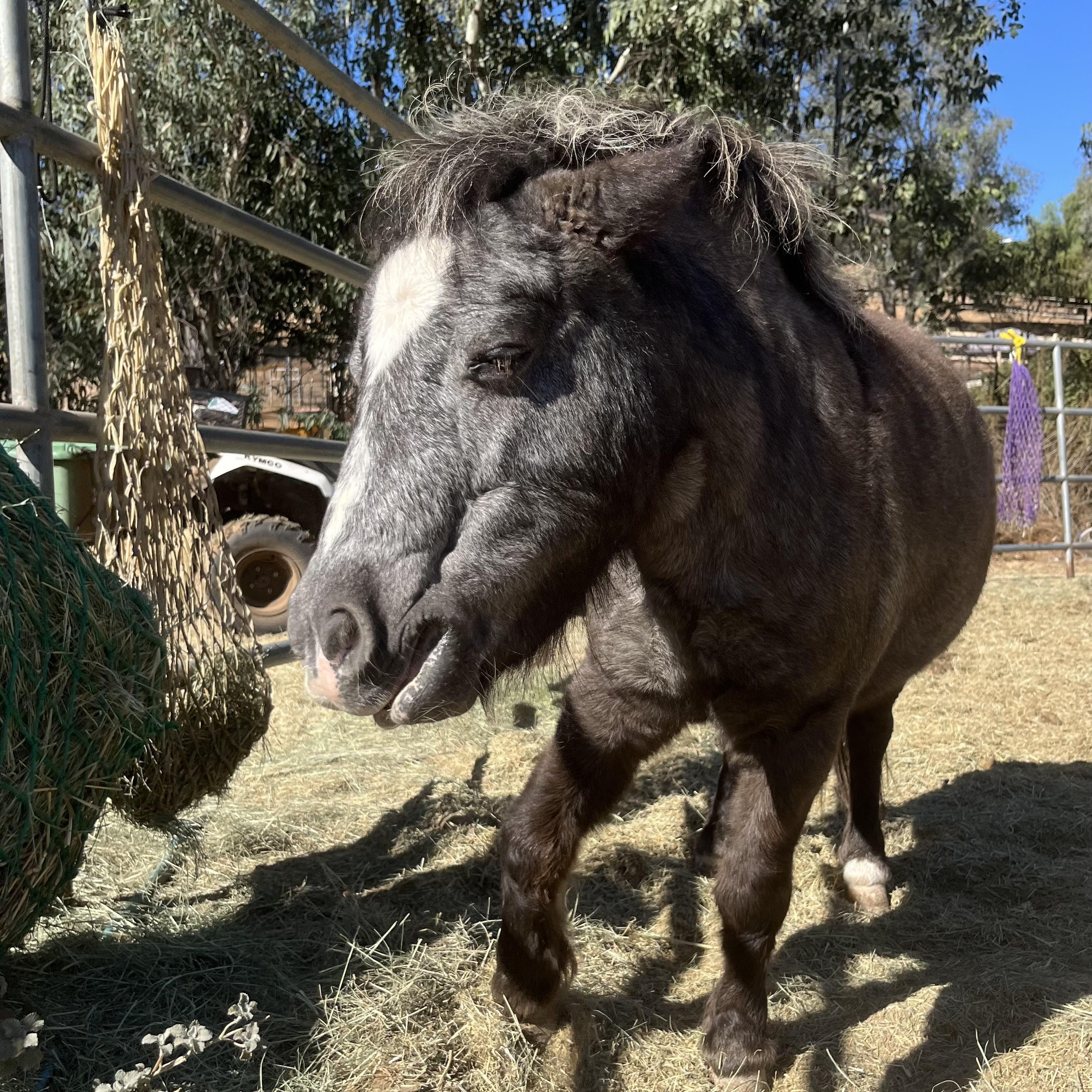 Bea, a Adoptable Pony in Lakeside, CA image 1/4