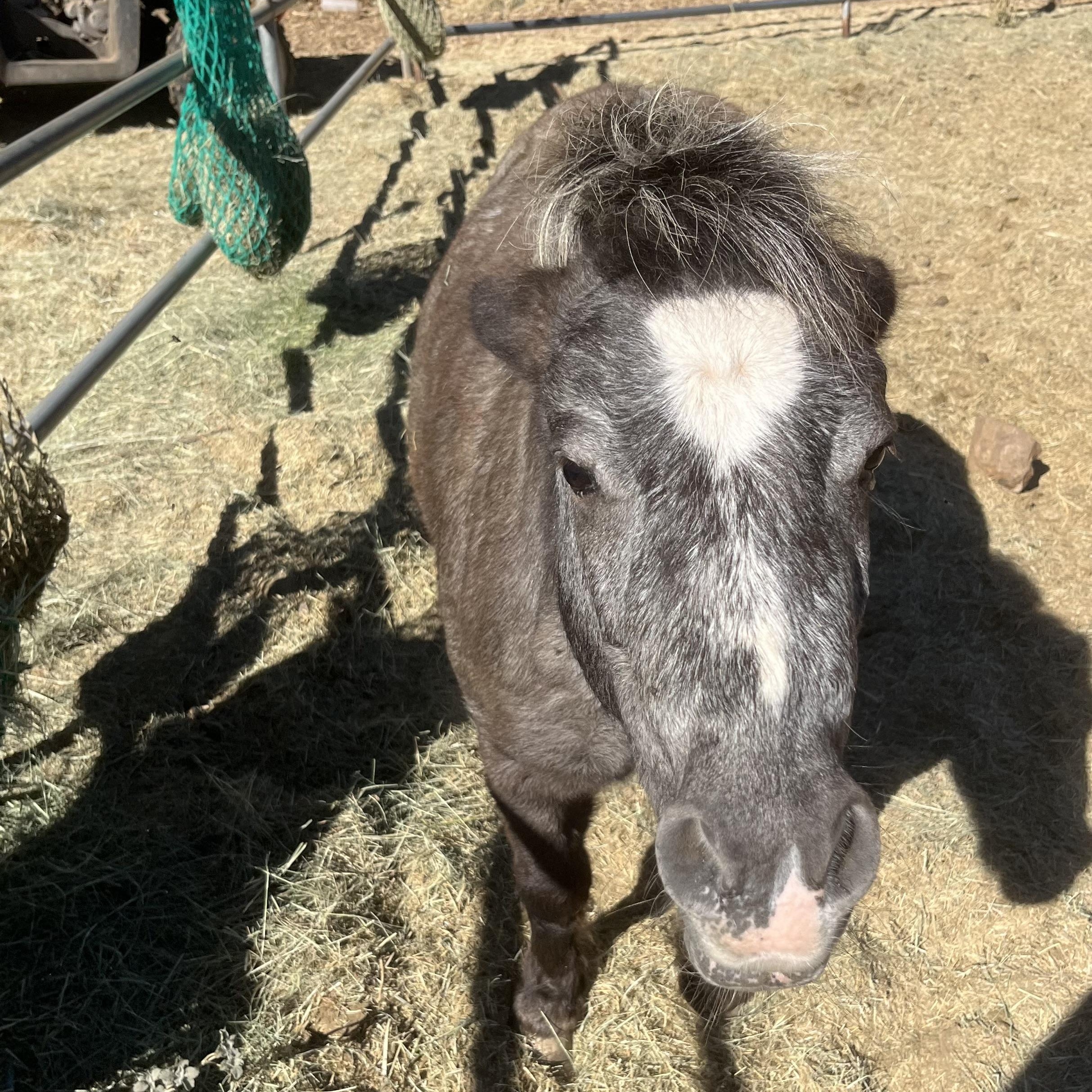 Bea, a Adoptable Pony in Lakeside, CA image 4/4