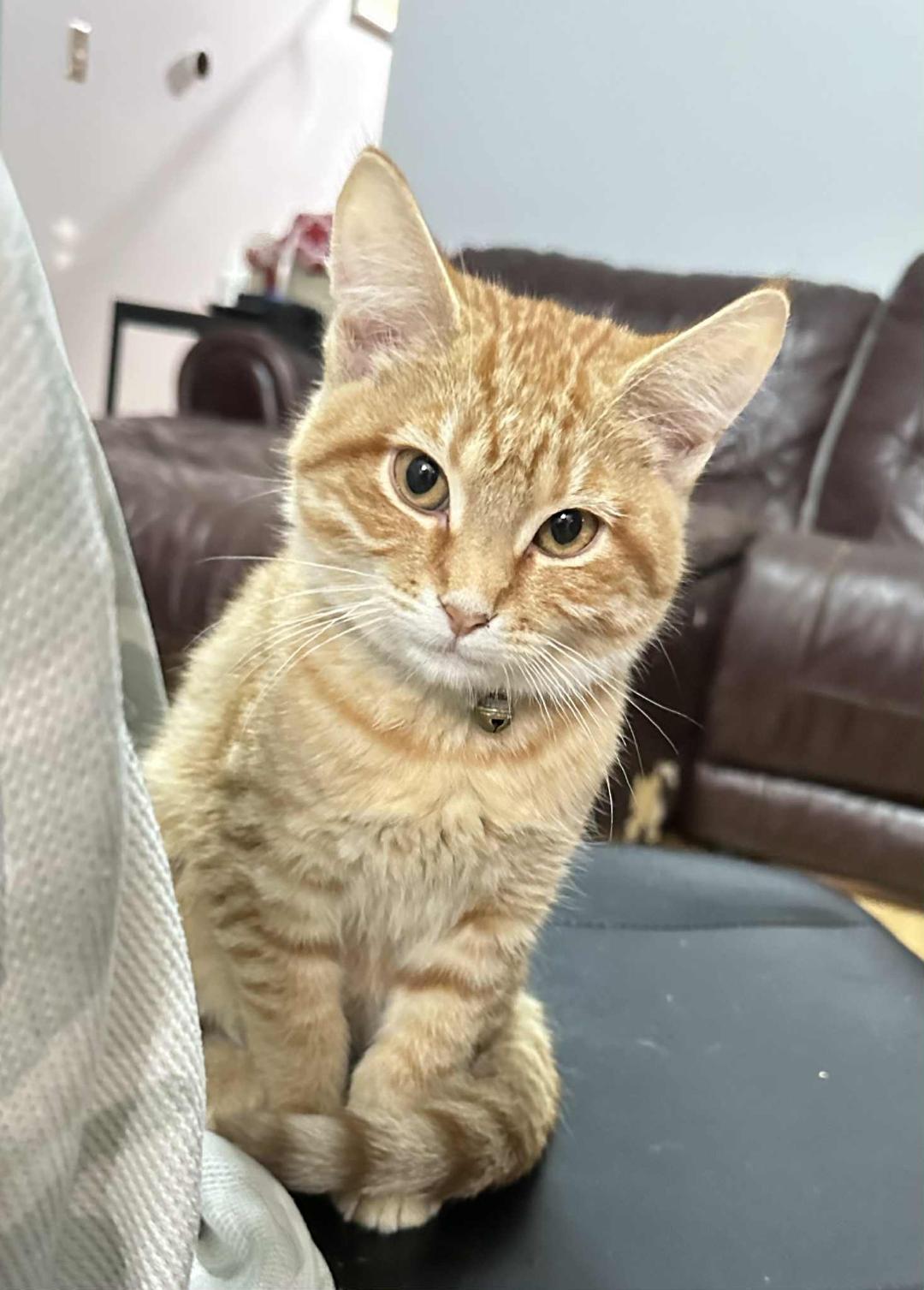 Enlarge Fuji, a Adopted Domestic Short Hair in Johnsburg, IL image 1/5