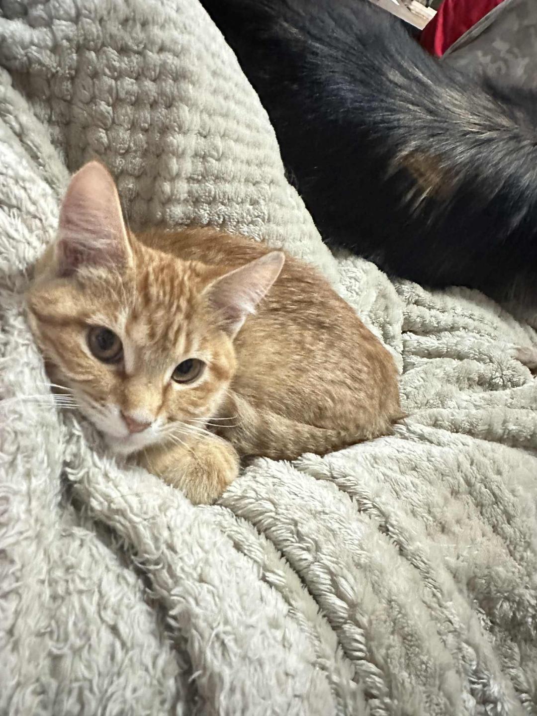 Enlarge Fuji, a Adopted Domestic Short Hair in Johnsburg, IL image 3/5