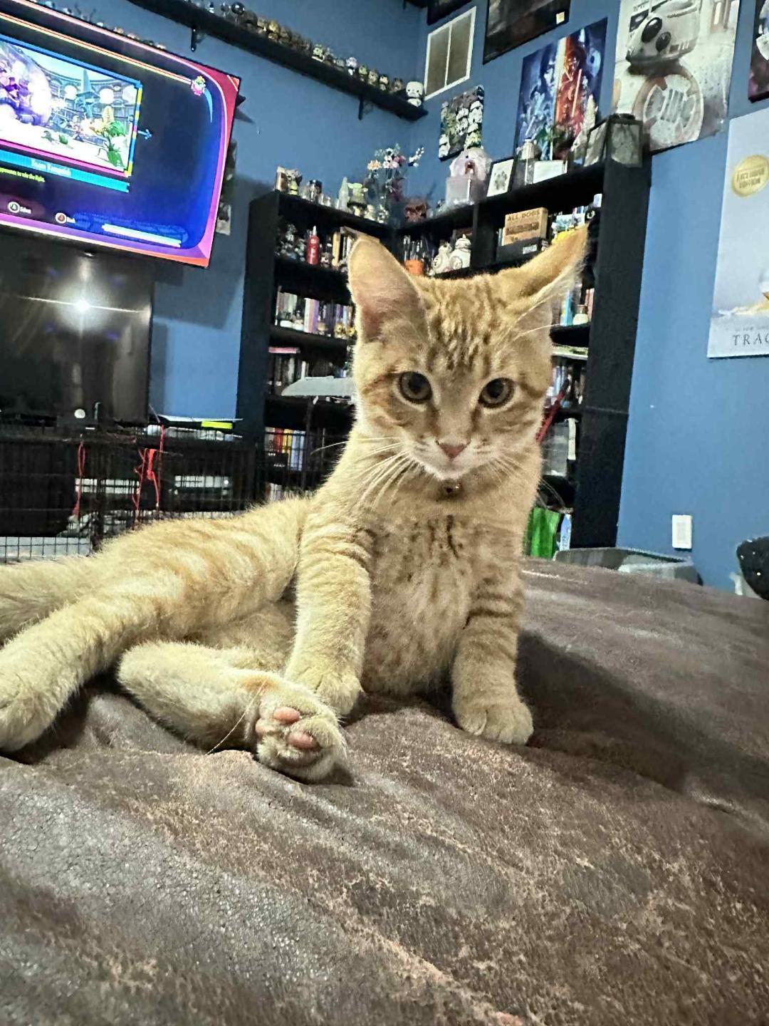 Enlarge Fuji, a Adopted Domestic Short Hair in Johnsburg, IL image 4/5