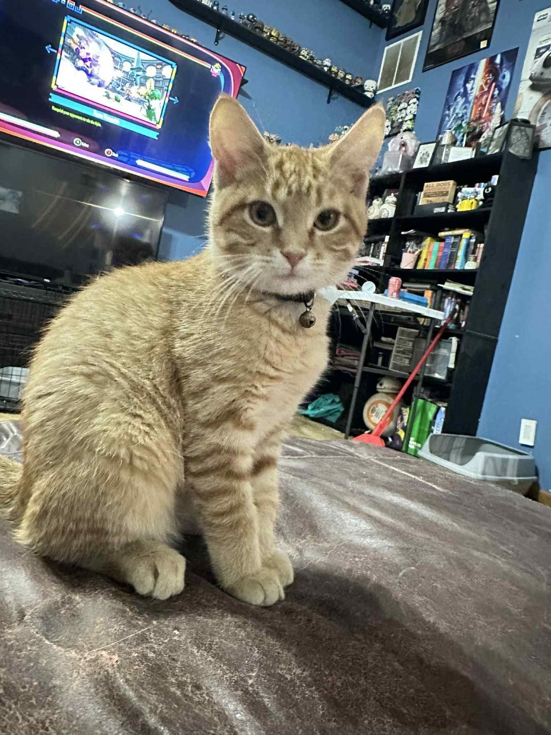 Enlarge Fuji, a Adopted Domestic Short Hair in Johnsburg, IL image 5/5