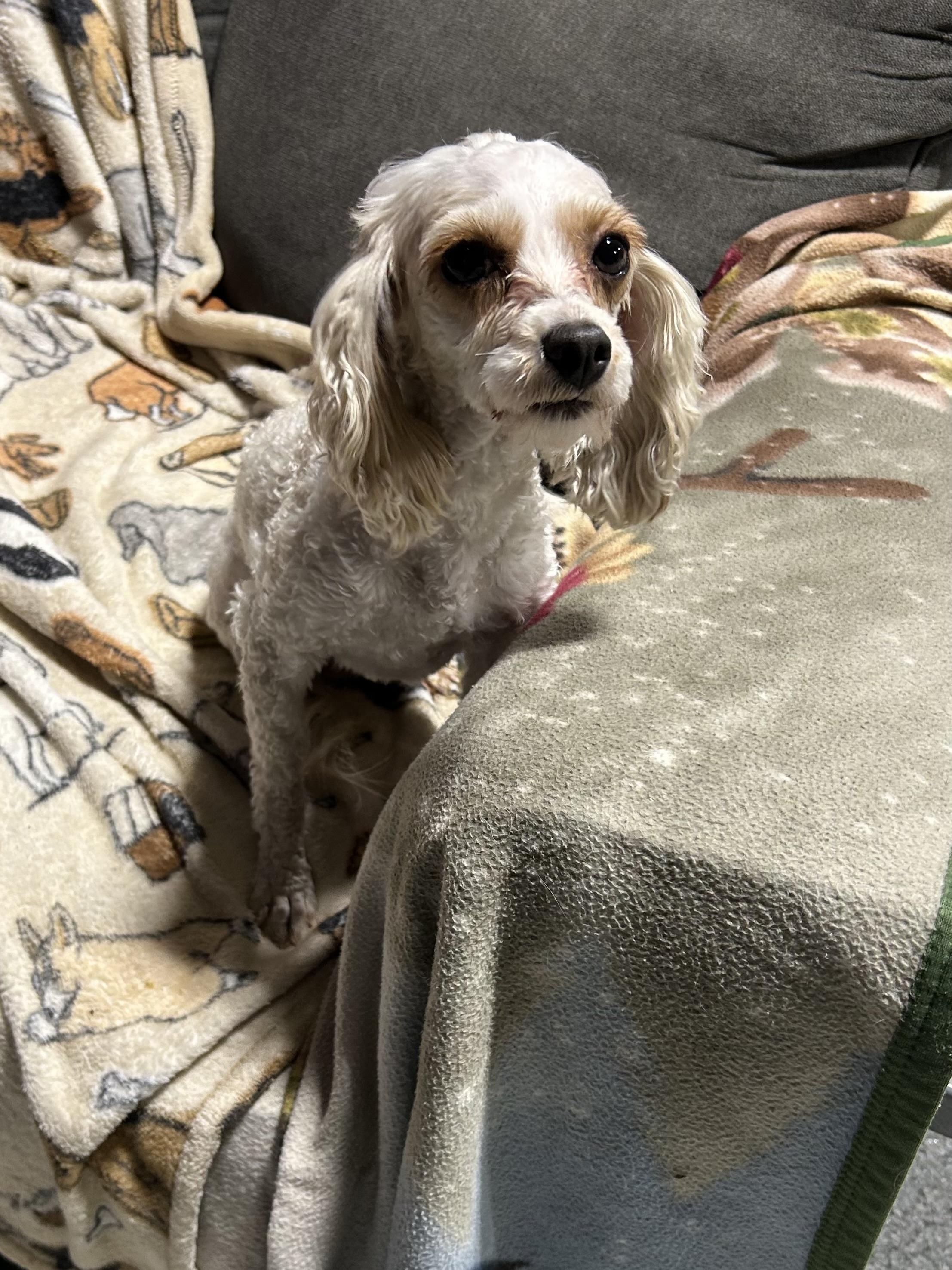 Penny.  Lbs thumbnail 2