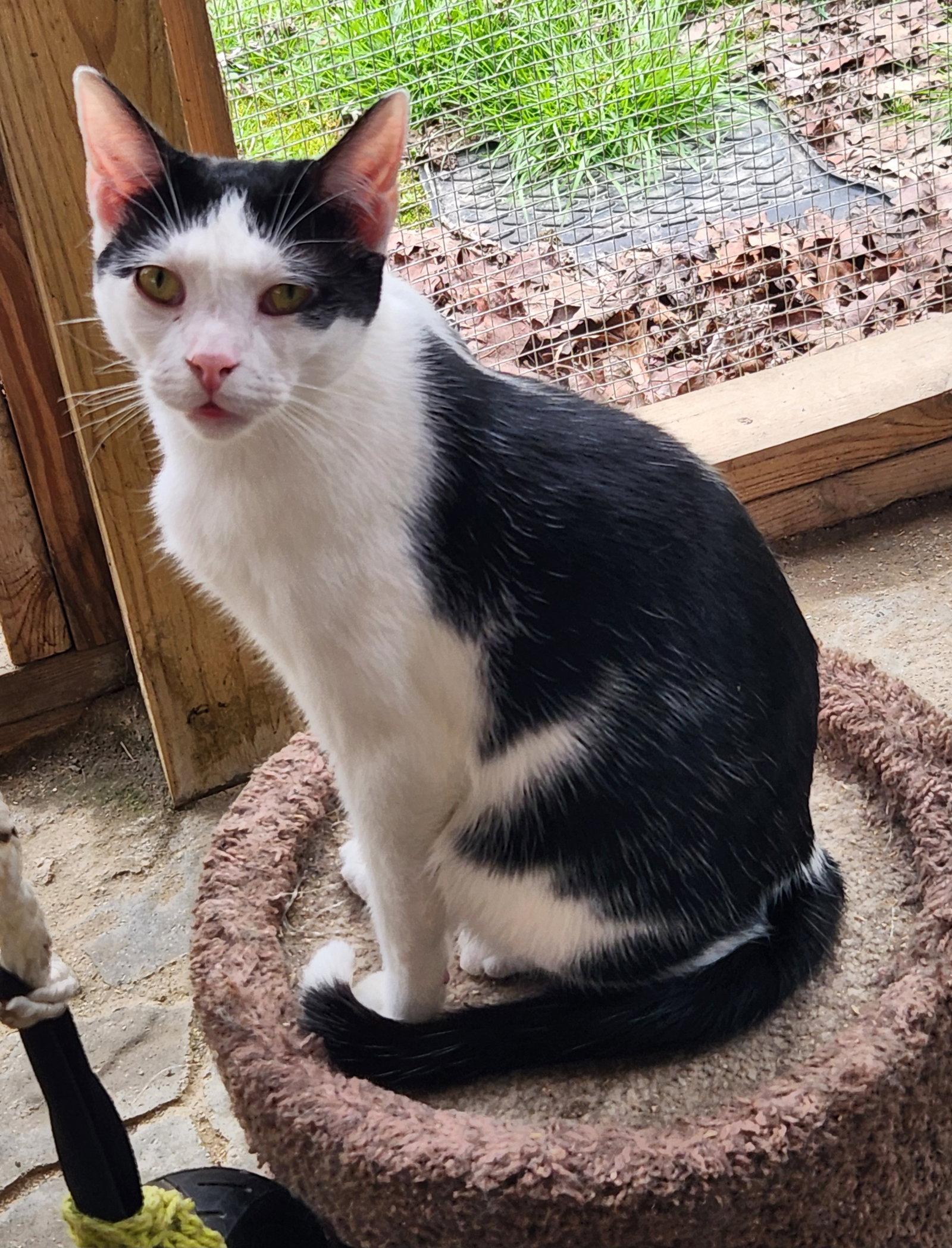 Enlarge Everett, a Adoptable Domestic Short Hair in Crossville, TN image 1/3