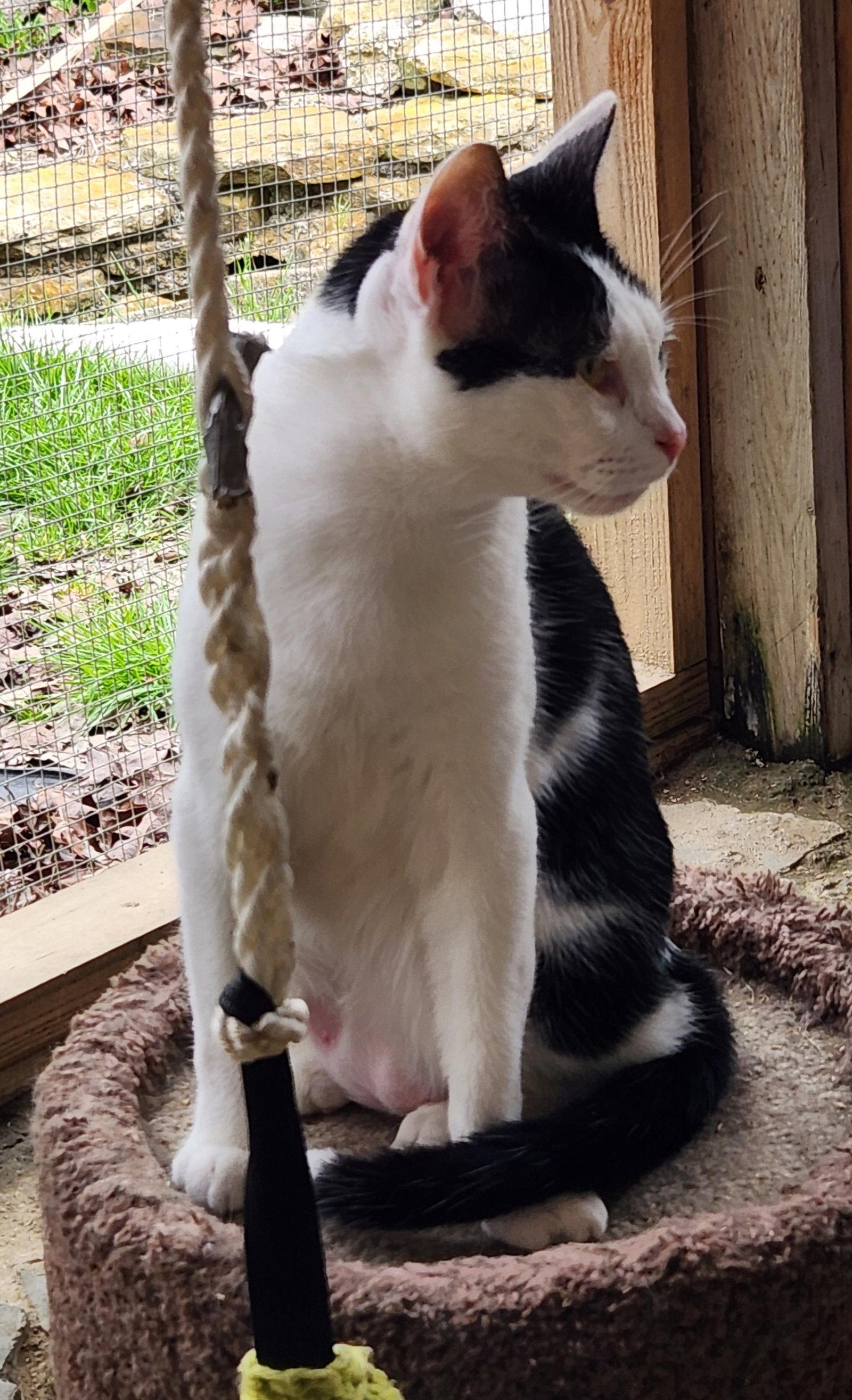 Enlarge Everett, a Adoptable Domestic Short Hair in Crossville, TN image 3/3